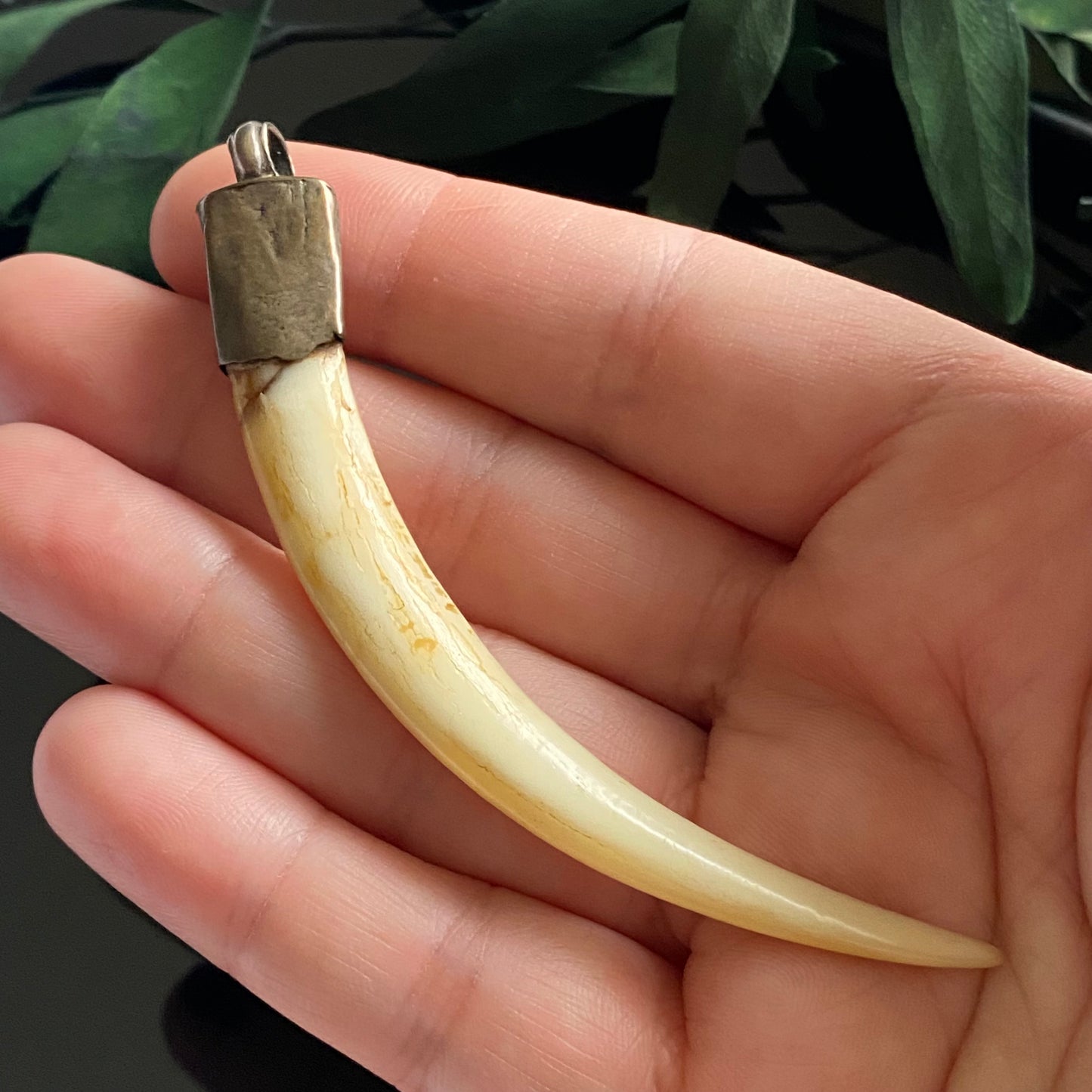 Antique Nickel Silver Boar Tusk Pendant